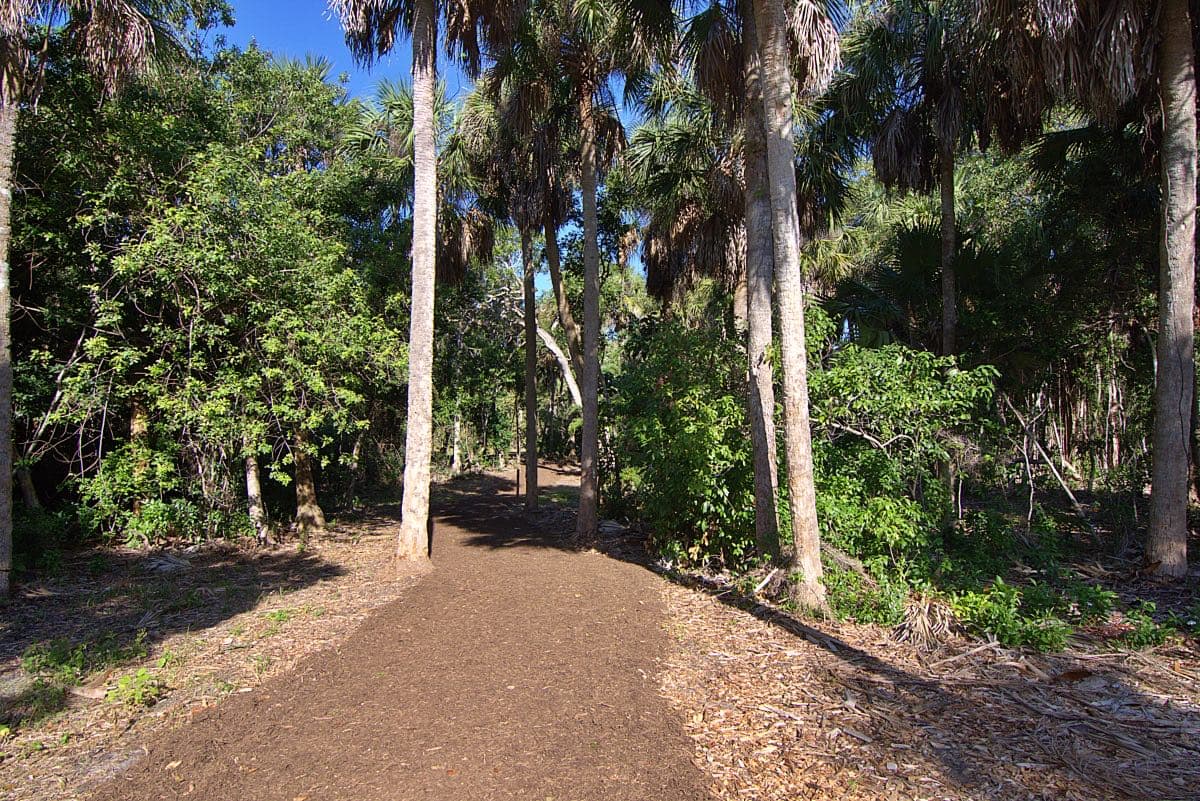 A mulch walking path running between tall sabal palms and native scrub at Ocean Strand in Boca Raton