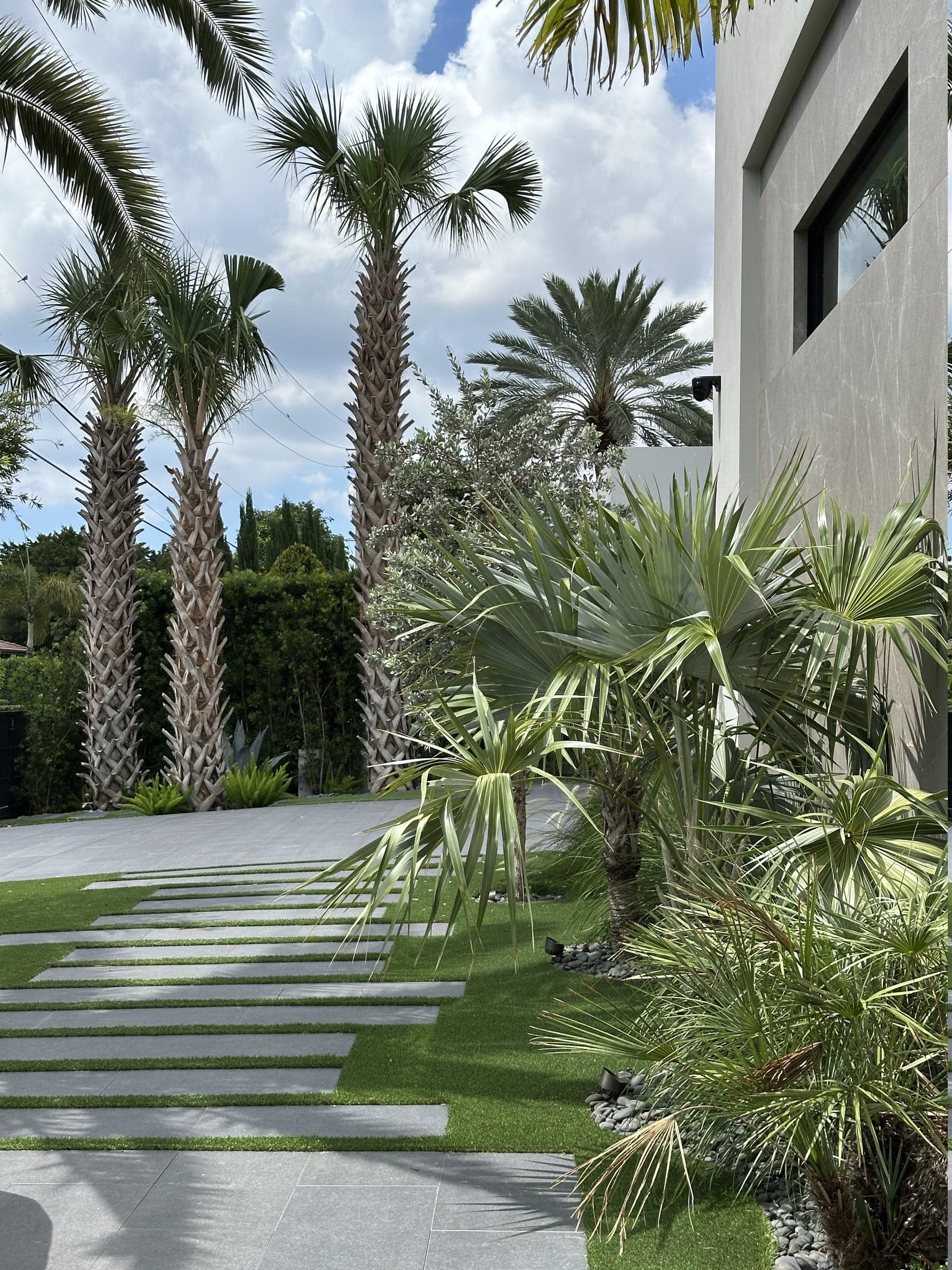 A paver and turf walkway lined with tall Canary Island date palms leading toward a gray stucco modern residence with black-framed windows, with a blue-gray fan palm in the foreground